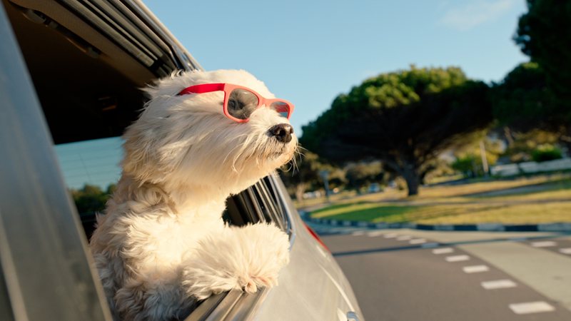 ASISA integra el seguro de salud y  el de mascotas en su oferta para el cuidado de las familias